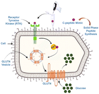 Graphical abstract: Enhanced glucose regulation potential of C-peptide mimics