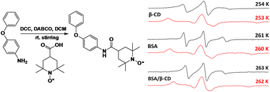 Graphical abstract: Interaction of N-acyl derivative of 4-phenoxyaniline spin label with bovine serum albumin in water and in trehalose solution