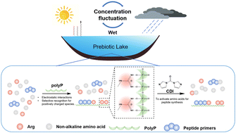 Graphical abstract: Prebiotic template-directed peptide formation mediated by polyphosphates and peptide promoters