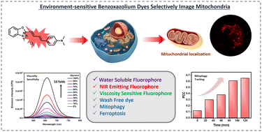 Graphical abstract: Styryl benzoxazolium salts as environment-sensitive mitochondrial probes for imaging ferroptosis