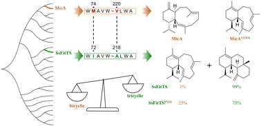 Graphical abstract: Phylogeny-directed discovery and mutagenesis of a tricyclic gersemiane synthase