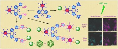 Graphical abstract: New carborane–BODIPY conjugates: synthesis, photochemical properties and tumor cell photodamage