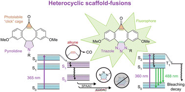 Graphical abstract: Heterocyclic scaffold-fused dimethoxy-dibenzocyclooctynes for photoactivatable click chemistry