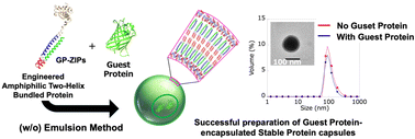 Graphical abstract: Construction of protein capsules from novel amphiphilic two-helix bundle proteins (GP-ZiPs), designed by fusing the transmembrane region of glycophorin A with coiled-coil peptides