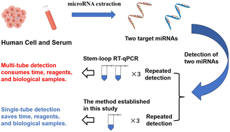 Graphical abstract: Simultaneous dual-microRNA detection via magnetic separation-assisted Duplex DNase signal amplification in a single reaction