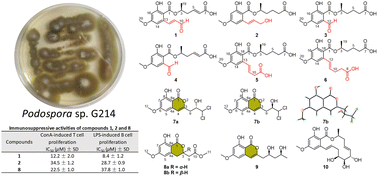 Graphical abstract: Resorcylic acid lactone derivatives with immunosuppressive activity from the endophytic Podospora sp. G214