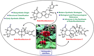 Graphical abstract: A critical review on rubriflordilactones A, B, and C: occurrence, structural diversity, bioactivities, and synthesis