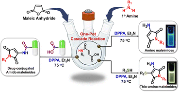Graphical abstract: One-pot cascade synthesis of 2-aminomaleimides and thioaminomaleimides: an alternative fluorogenic platform capable of drug conjugation