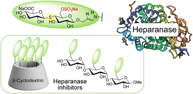 Graphical abstract: Sulfonated, sulfated thioglycosides and multivalence in heparanase inhibition
