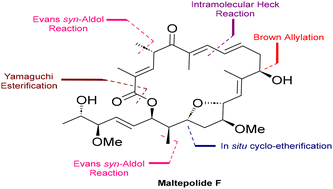 Graphical abstract: Total synthesis of maltepolide F