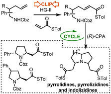 Graphical abstract: ‘Clip-Cycle’ approaches to functionalised pyrrolidines, pyrrolizidines and indolizidines
