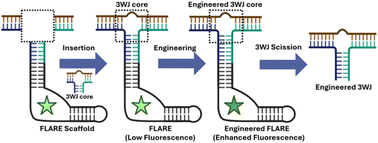 Graphical abstract: FLARE: a label-free fluorescence-assisted method for RNA engineering of three-way junctions
