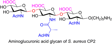 Graphical abstract: Synthesis of aminoglucuronic acid glycans from the capsular polysaccharide of Staphylococcus aureus type 2