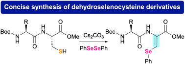 Graphical abstract: Direct synthesis of dehydroselenocysteine-containing peptides from cysteine derivatives
