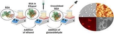 Graphical abstract: Chemotherapeutic loaded dynamic aggregated albumin nanoparticles for lung cancer therapy