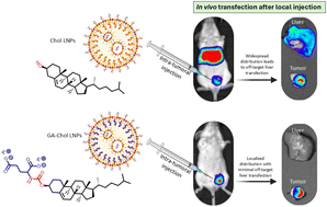 Graphical abstract: Improved localized mRNA delivery using lipid nanoparticles with a novel synthetic cholesterol derivative