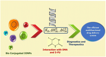 Graphical abstract: Bio-physical insights into the interaction of biocompatible iron oxide nanoparticles with biomolecules: microcalorimetric and spectroscopic evaluation