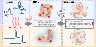 Graphical abstract: The effect of guide RNA thermal denaturation on the quality of Cas9 ribonucleoprotein-loaded lipid nanoparticle formulations