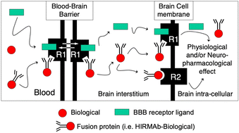 Graphical abstract: Brain delivery of biotherapeutics via receptor-mediated transcytosis across the blood–brain barrier