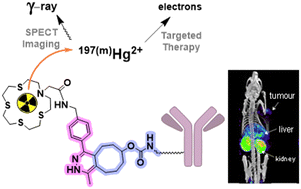Graphical abstract: Bifunctional sulfur-rich macrocyclic chelators and their immunoconjugates for the targeted delivery of theranostic mercury-197