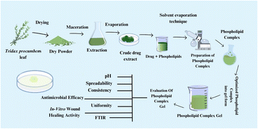 Graphical abstract: Formulation and evaluation of a Tridax procumbens-loaded phospholipid complex (phytosome) gel for wound healing and antimicrobial activities