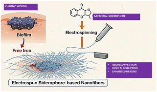 Graphical abstract: SideroGuard: overview of siderophore-enhanced nanofiber systems for biofilm prevention and control