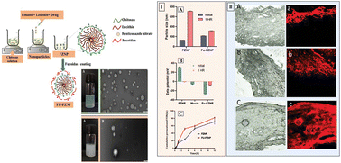 Graphical abstract: Development and evaluation of fenticonazole nitrate-loaded, fucoidan-coated lecithin–chitosan nanoparticles for the treatment of vaginitis