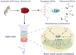 Graphical abstract: Preparation and performance evaluation of rare earth metal Eu(iii)-mediated docosahexaenoic acid-imprinted microspheres