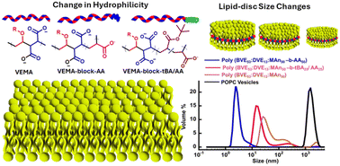 Graphical abstract: Vinyl ether maleic acid block copolymers: a versatile platform for tunable self-assembled lipid nanodiscs and membrane protein characterization