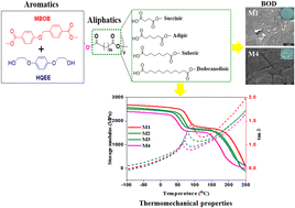 Graphical abstract: Investigating the thermomechanical behavior, molecular structure and dynamics of rigid–flexible bio-based copolyesters