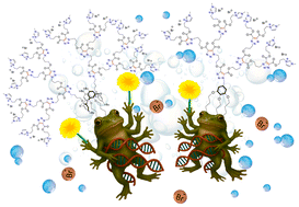 Graphical abstract: Polyimidazolium amphiphilic dendrimers on thiacalix[4]arene and gallic acid platforms via copper-free click chemistry: synthesis, self-assembly and DNA binding