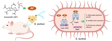 Graphical abstract: Targeting catabolite control protein A in Staphylococcus aureus with auranofin