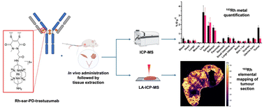 Graphical abstract: Mass spectrometric imaging and quantitative analysis of the in vivo biodistribution of trastuzumab using a rhodium(iii) sarcophagine complex