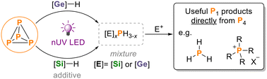 Graphical abstract: Hydrosilylation and hydrogermylation of white phosphorus