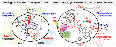 Graphical abstract: Electron transport chain-inspired photodiode-like junction in a metal–organic framework for directional multi-electron transfer in photocatalysis