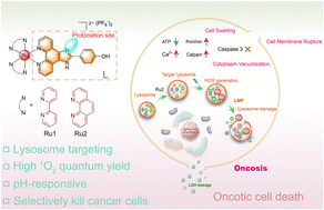 Graphical abstract: Lysosome-targeted Ru(ii) complexes as oncosis inducers for boosting photodynamic anticancer therapy