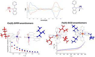 Graphical abstract: Magnetically bistable Co(ii) and Fe(ii) complexes featuring pentyl-decorated pyridyl-benzimidazole ligands: role of isomerism and chirality