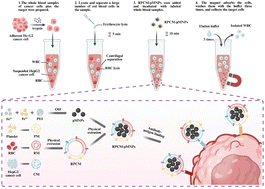 Graphical abstract: Magnetically actuated hybrid biomimetic nanoparticles for high-efficiency capture of rare circulating tumor cells in whole blood