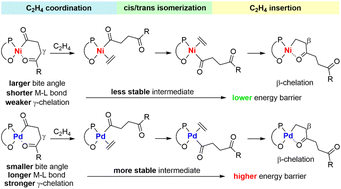 Graphical abstract: Insights into the alternating vs. non-alternating copolymerization of ethylene and CO catalyzed by P,O-coordinated nickel and palladium diphosphazane monoxide complexes