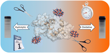 Graphical abstract: Fast and selective protein modification with iron-substituted polyoxometalates via a radical pathway