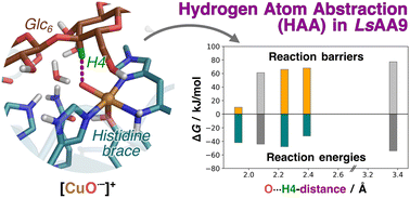 Graphical abstract: How structural dynamics influence the substrate oxidation energetics in lytic polysaccharide monooxygenases