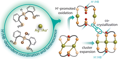 Graphical abstract: Acid–base interactions in luminescent silver(i) and gold(i) complexes with phosphine–phosphinate/phosphinite ligands