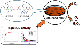 Graphical abstract: Highly active superoxide dismutase mimic: pyridine carboxamide-based copper(ii) complexes