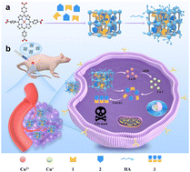 Graphical abstract: In situ synthesis of bioorthogonally catalyzed drugs based on hydrogen-bonded organic frameworks for cancer therapy