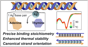 Graphical abstract: Assembly and solution phase properties of Ag+-mediated adenine–thymine DNA duplexes