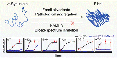 Graphical abstract: Broad-spectrum suppression and disassembly of α-synuclein variant aggregates mediated by a ruthenium metallodrug via conserved metal coordination