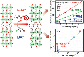 Graphical abstract: Halogen-bond induced polar multilayer hybrid perovskites for efficient self-driven X-ray detection
