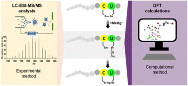 Graphical abstract: Molecular insights into the role of selenoenzymes in the toxicity of methylmercury