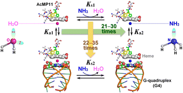 Graphical abstract: Controlling interactions between peptide-heme and G-quadruplex DNA using Fe-bound NH3 and H2O ligands