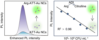 Graphical abstract: l-Arginine-modified gold nanoclusters for rapid and visual quantification of bacterial infection